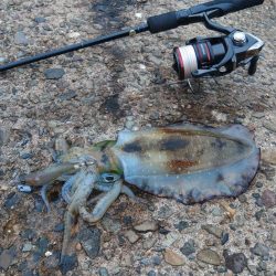 越前エギング、連発なしだがサイズ良し